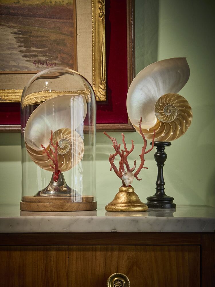 Nautilus e coralli in bottega
