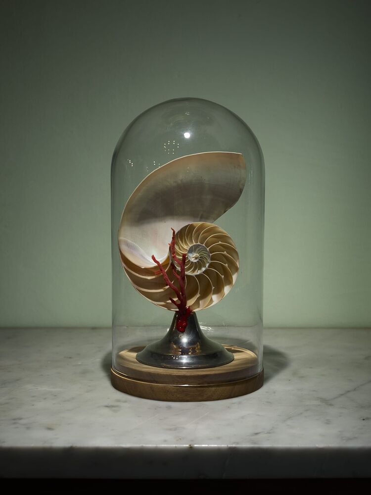 Nautilus sotto campana